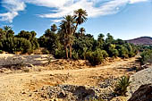 Marocco meridionale - Lungo la strada da Tiznit a Tafraoute. 